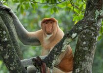 Hari Primata Indonesia: Memperingati Keanekaragaman Primata yang Menakjubkan