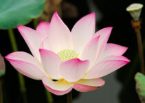 Pesona Bunga Lotus: Simbolisme, Keindahan, dan Kegunaan