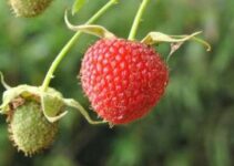 Buah Raspberry: Kecantikan dan Manfaat Kesehatan Tubuh 2024