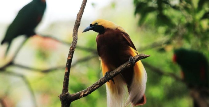 Burung Cenderawasih: Symbol Keanekaragaman Hayati Papua