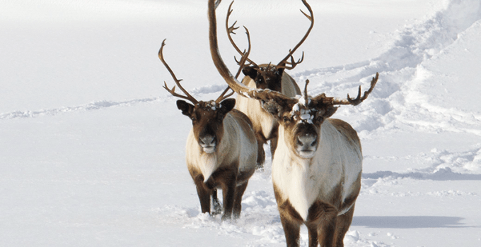 Peary Caribou: Adaptations and Survival in the Arctic