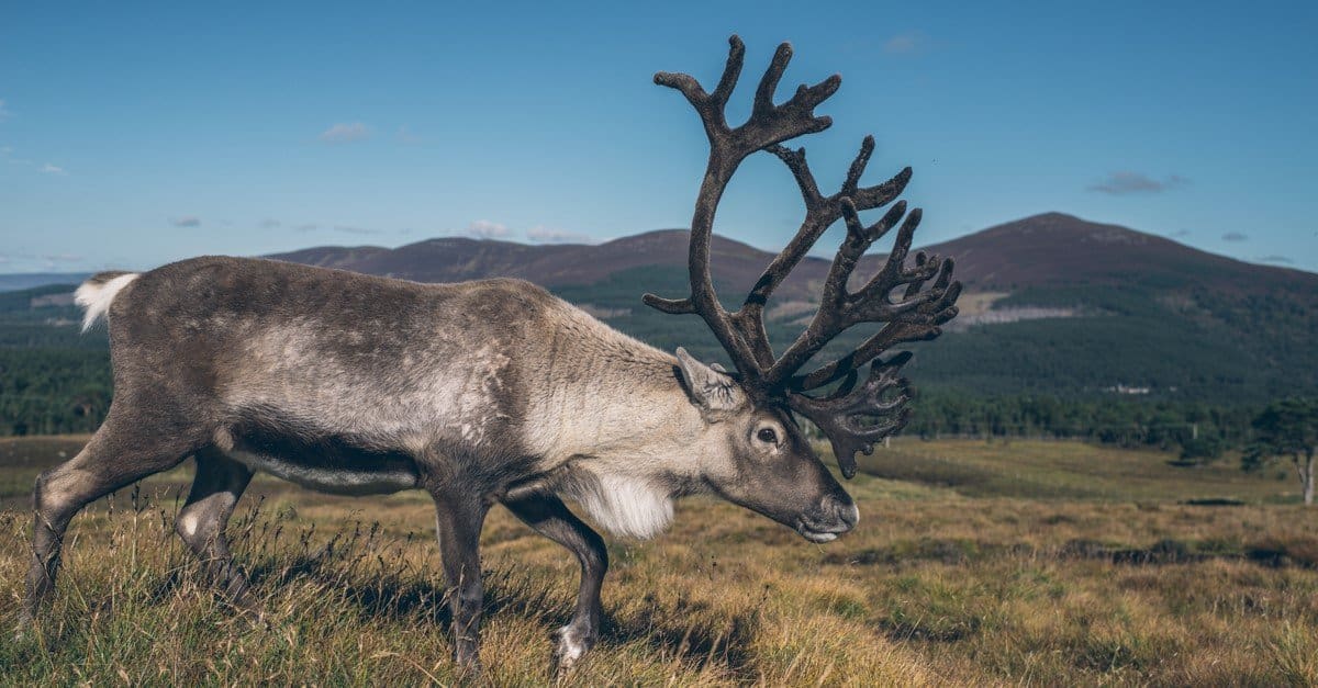 Physical Characteristics of Peary Caribou