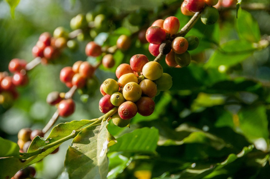 The Origins of Arabica Coffee