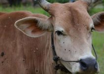 Penyakit Sapi Terbaru: Ancaman Serius untuk Peternak Indonesia