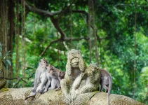 Monkey Forest: Tempat yang Penuh Keajaiban Alam dan Budaya