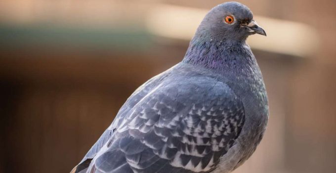 Burung Merpati: Hobi Klasik yang Bikin Nagih dan Menguntungkan