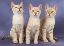 Kucing Kabut Australia: Si Manja Eksotis yang Bikin Jatuh Cinta Sekaligus Pusing