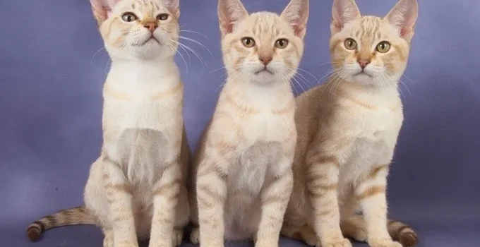 Kucing Kabut Australia: Si Manja Eksotis yang Bikin Jatuh Cinta Sekaligus Pusing