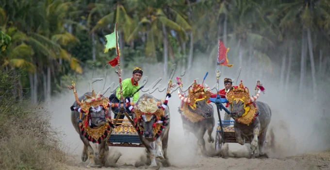 Mekepung: Tradisi Adu Kerbau yang Bikin Saya Terpesona