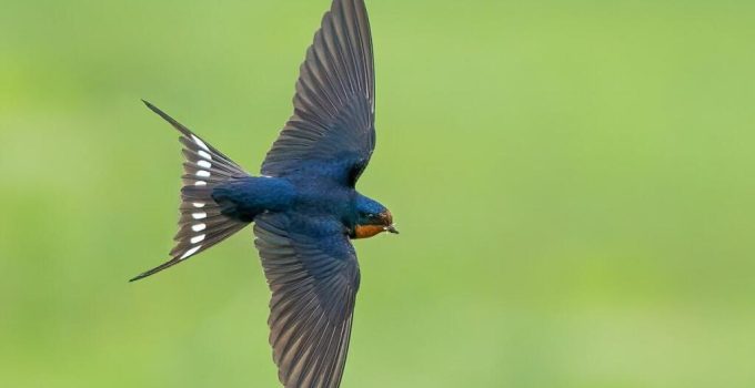 Mengenal Barn Swallow: Burung Cantik yang Sering Muncul di Atap Rumah Kita