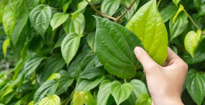 4 Manfaat Daun Sirih yang Wajib Kamu Tahu: Pengalaman dan Tips Praktis