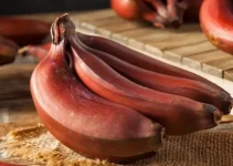 Pisang Merah: Rahasia Buah Unik yang Bikin Hidup Lebih Sehat & Seru! Pisang Merah: Rahasia Buah Unik yang Bikin Hidup Lebih Sehat & Seru!