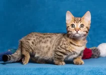 Kucing Munchkin: Pengalaman Unik Merawat Si Kaki Pendek yang Menggemaskan