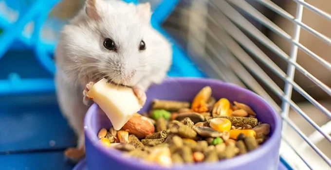 Hamster Suriah: Kisah Seru, Tips, & Pelajaran dari Si Bulu Imut Favorit