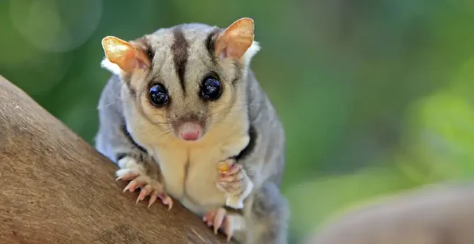 Mengulik Keunikan Sugar Glider dan Cara Merawatnya dengan Baik