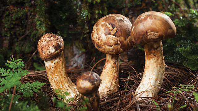 Jamur Matsutake