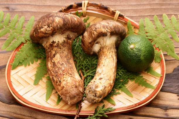Jamur Matsutake