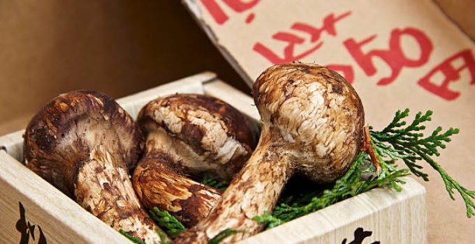 Jamur Matsutake: Keistimewaan, Manfaat, dan Cara Menikmatinya