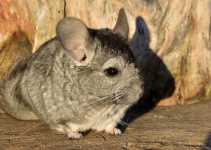 Chinchilla: Hewan Lucu dan Menarik Chinchilla: Hewan Lucu dan Menarik