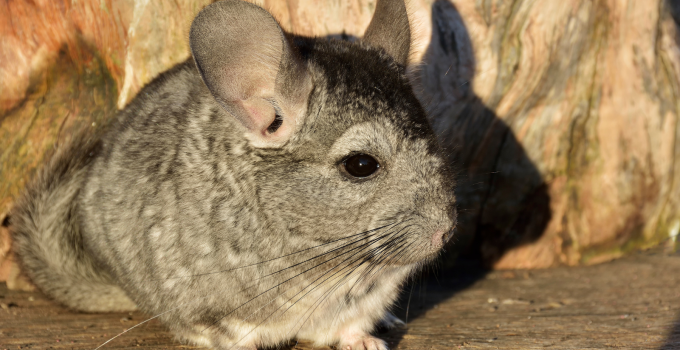 Chinchilla: Hewan Lucu dan Menarik Chinchilla: Hewan Lucu dan Menarik
