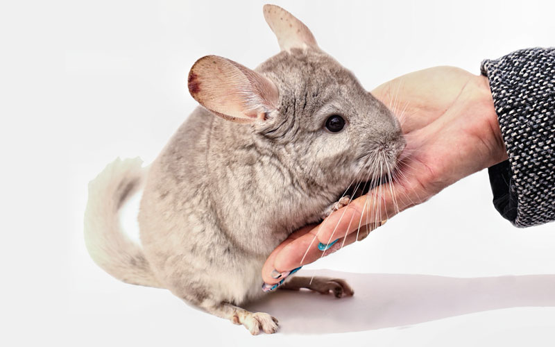 Chinchilla