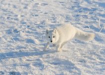 Rubah Kutub: Hewan Tangguh di Tanah Bersalju Rubah Kutub: Hewan Tangguh di Tanah Bersalju