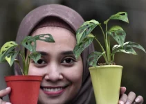 Bisnis Tanaman Hias: Dari Hobi Jadi Cuan, Peluang Hijau yang Tak Pernah Layu Bisnis Tanaman Hias: Dari Hobi Jadi Cuan, Peluang Hijau yang Tak Pernah Layu