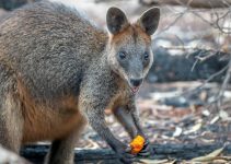 Menelusuri Dunia Walabi: Satwa Ikonik Australia yang Menakjubkan Menelusuri Dunia Walabi: Satwa Ikonik Australia yang Menakjubkan
