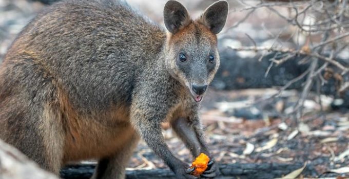 Menelusuri Dunia Walabi: Satwa Ikonik Australia yang Menakjubkan