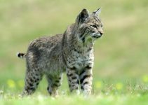 Kucing Hutan: Penjelajah Liar yang Misterius dan Menakjubkan Kucing Hutan: Penjelajah Liar yang Misterius dan Menakjubkan