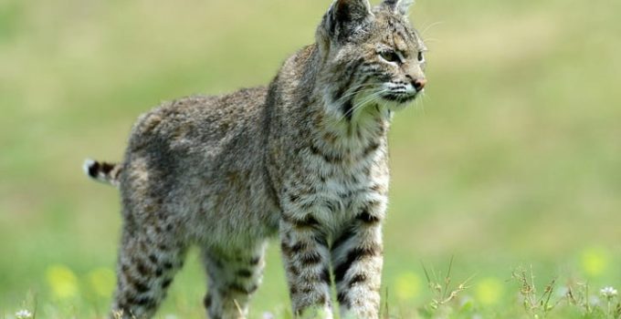 Kucing Hutan: Penjelajah Liar yang Misterius dan Menakjubkan