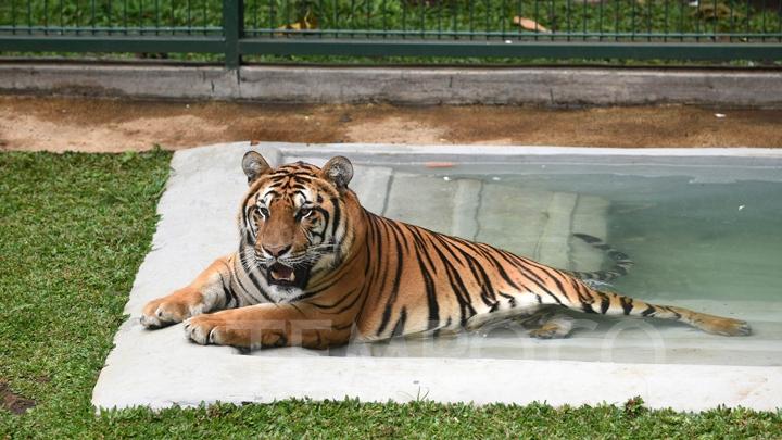 habitat Harimau Benggala