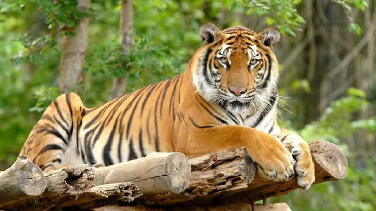 populasi Harimau Benggala