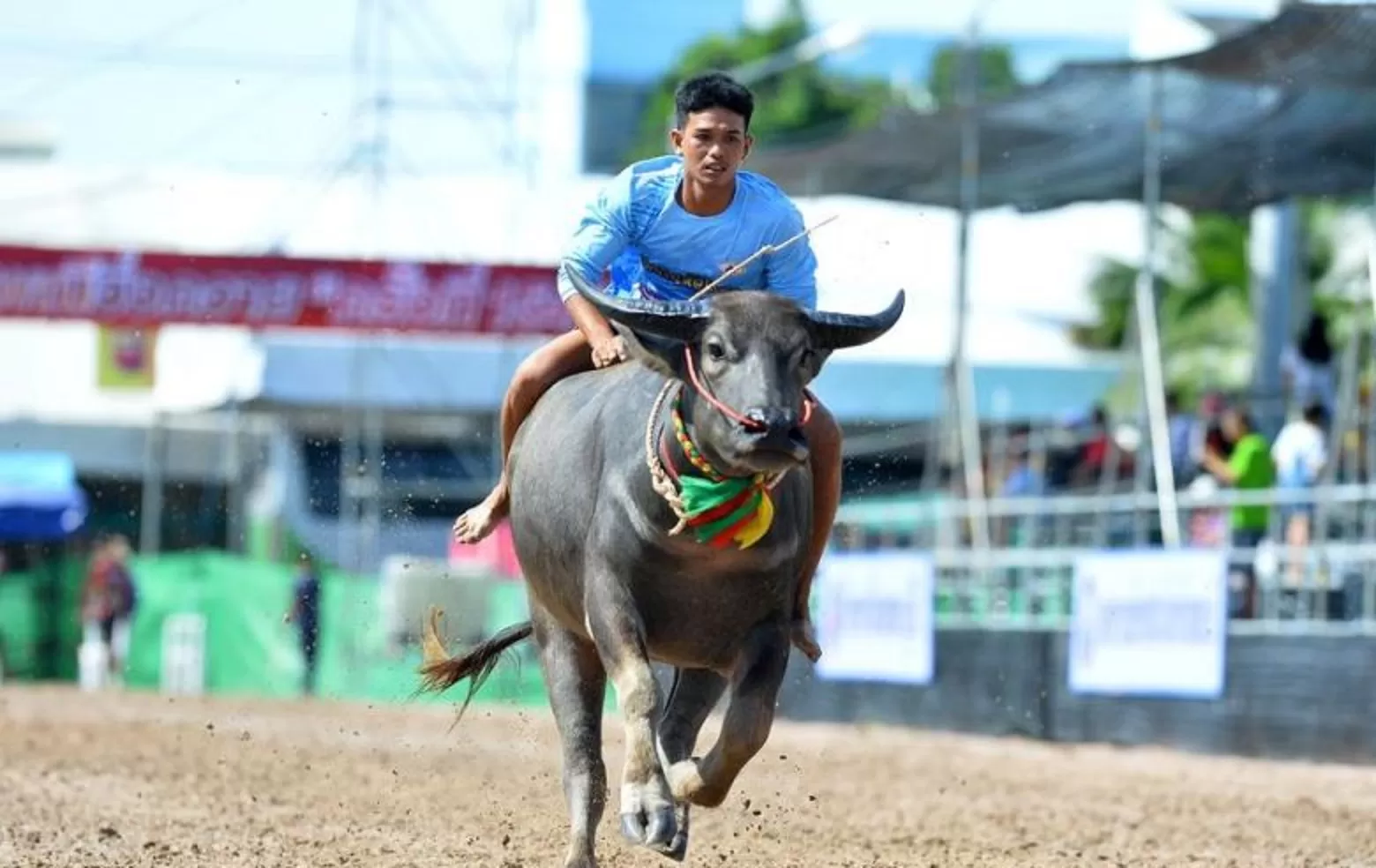 Asal-usul Festival Kerbau