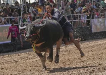 Festival Kerbau: Tradisi Megah yang Menghidupkan Budaya Pedesaan Festival Kerbau: Tradisi Megah yang Menghidupkan Budaya Pedesaan