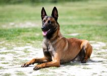 Malinois Belgia: Si Anjing Serbaguna: Dari Rumah hingga Tugas Militer Malinois Belgia: Si Anjing Serbaguna: Dari Rumah hingga Tugas Militer