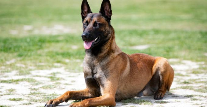 Malinois Belgia: Si Anjing Serbaguna: Dari Rumah hingga Tugas Militer