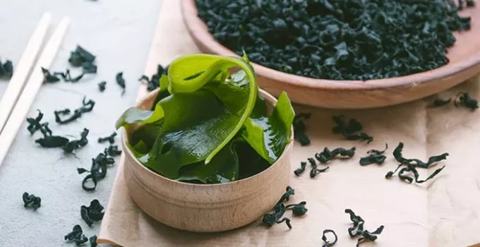 Rumput Laut: Keajaiban Laut yang Menyentuh Hidup Kita