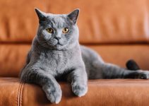 Memelihara Kucing Chartreux: Elegan dan Setia