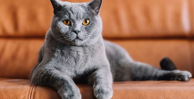 Memelihara Kucing Chartreux: Elegan dan Setia