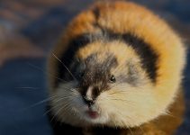 Misteri Leming: Menjelajahi Habitat dan Ritual Hidupnya