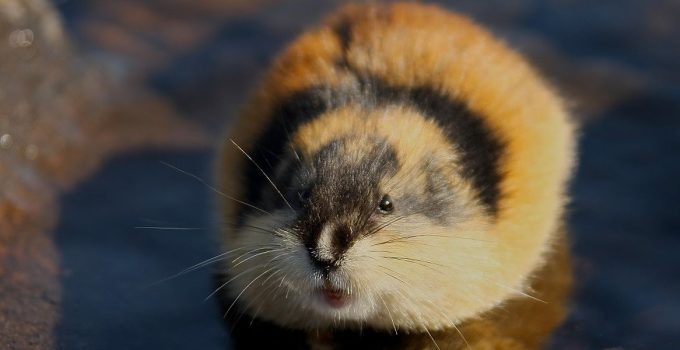 Misteri Leming: Menjelajahi Habitat dan Ritual Hidupnya