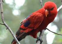 Habitat Nuri Raja Ambon: Surga Tropis yang Terancam 2026