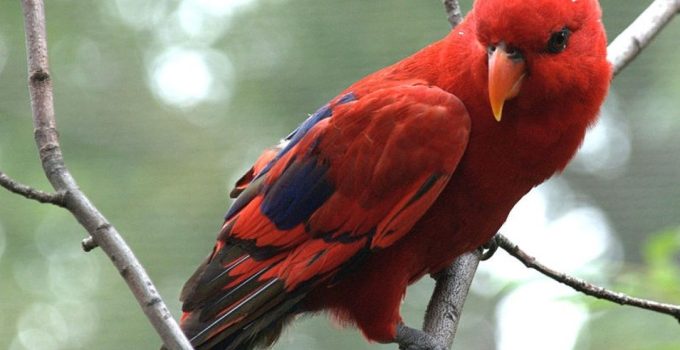 Habitat Nuri Raja Ambon: Surga Tropis yang Terancam 2026