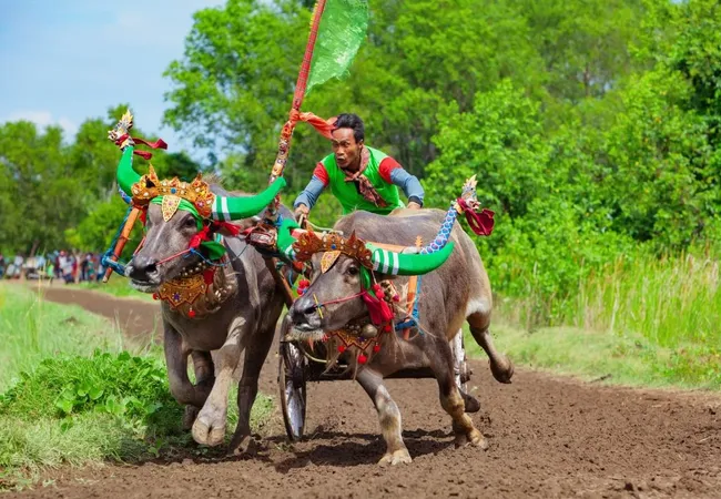 Akar Budaya tradisi Makepung di Balik Kecepatan Kerbau Jembrana