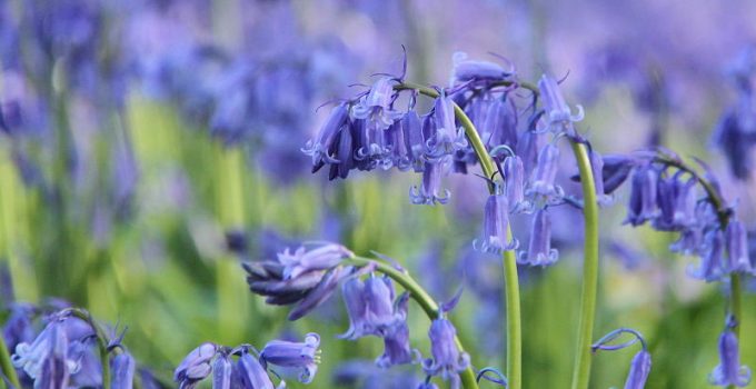 Pesona Magis Bunga Hallerbos Botania yang Wajib Kita Jaga