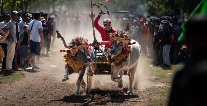 Derap Debu Jembrana: Pesona Unik Tradisi Makepung Bali