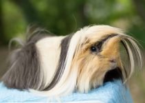 Marmut Peruvian, Spesies Mahal yang Memikat Pecinta Hewan