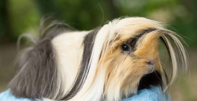 Marmut Peruvian, Spesies Mahal yang Memikat Pecinta Hewan