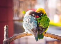 Lovebirds, Burung Cantik yang Membawa Pesona Cinta dan Kehangatan di Rumah Lovebirds, Burung Cantik yang Membawa Pesona Cinta dan Kehangatan di Rumah